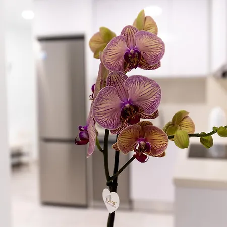 Canteras At Marina 19 Las Palmas de Gran Canaria